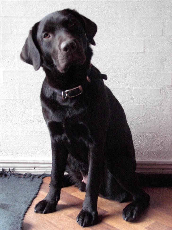 Labrador retriever Bella - Nurrh I profil . (; billede 1