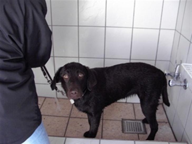 Labrador retriever Bella - er det iik synd for mig? :D billede 2