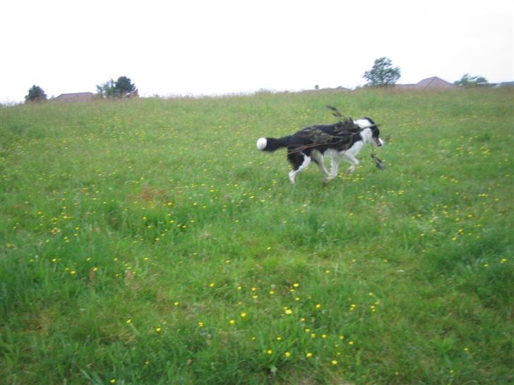 Border collie Chili billede 4