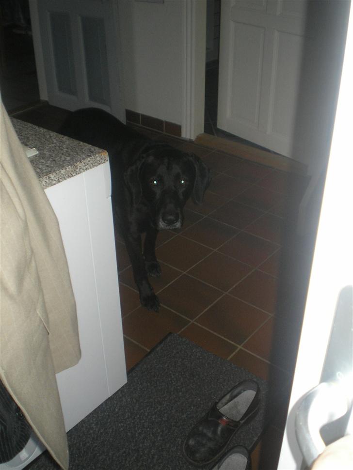 Blanding af racer Ib **R.I.P** - må jeg komme med? billede 8