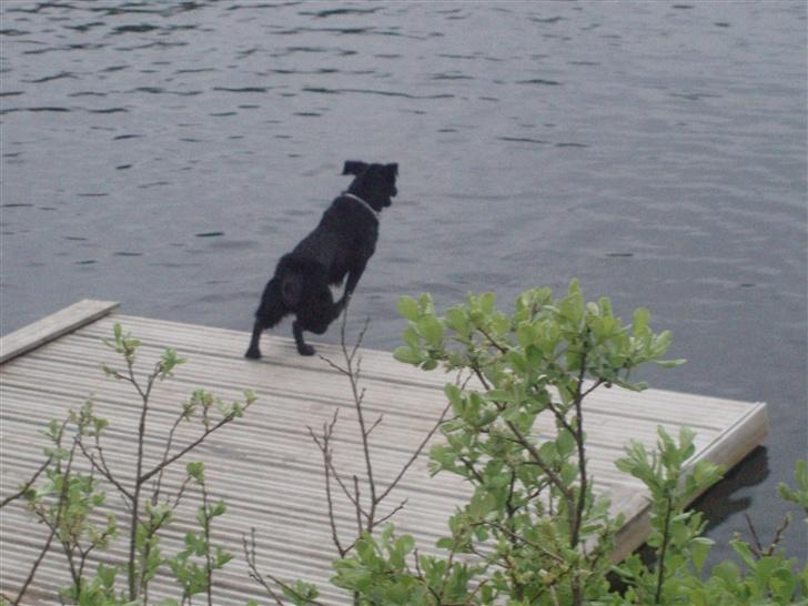 Labrador retriever bella - af banen nu kommer jeg  boombe billede 10