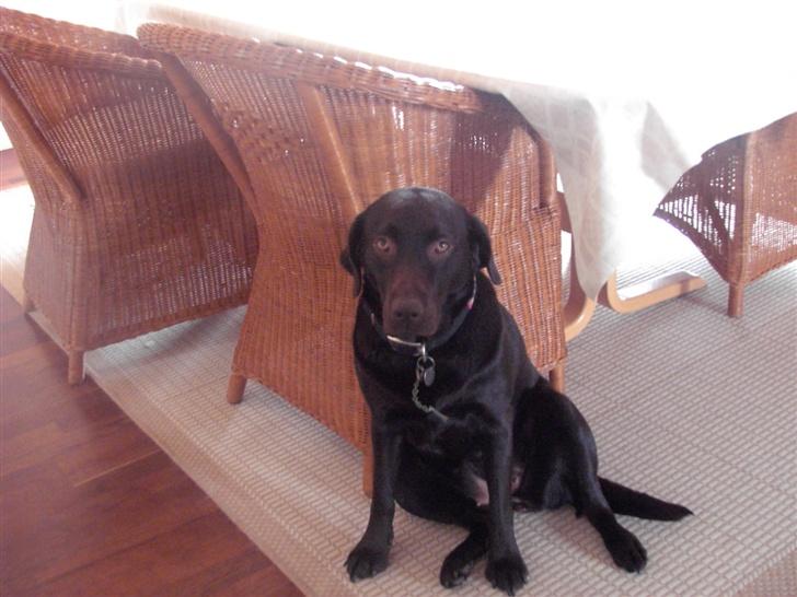 Labrador retriever Bella - HUn sidder som en frø! (; billede 3