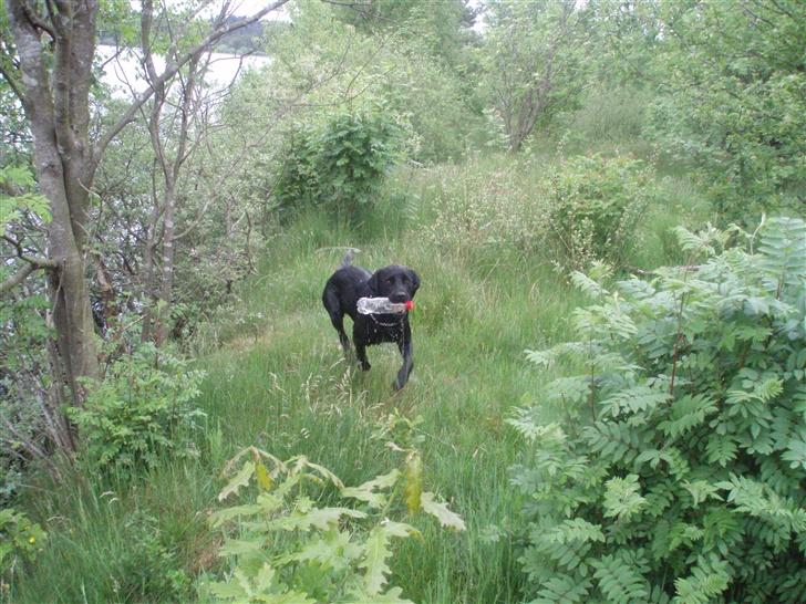 Labrador retriever bella billede 11