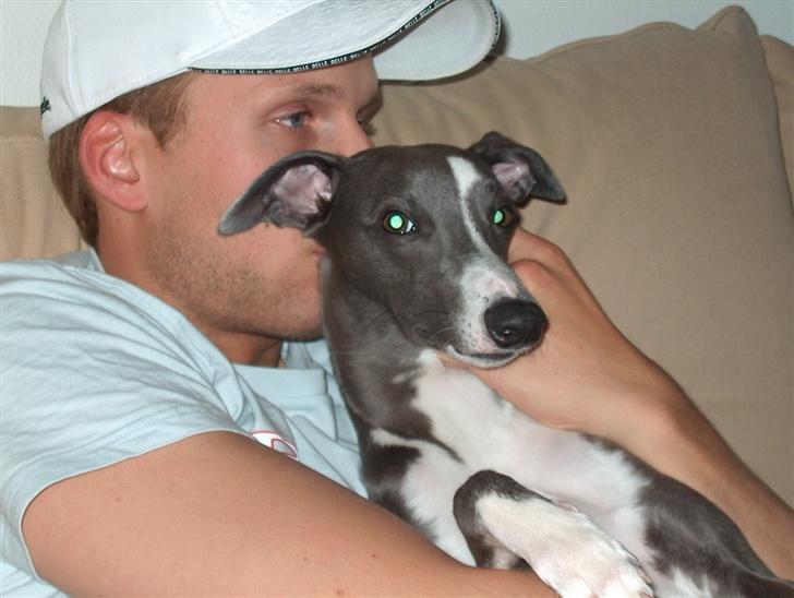 Whippet Ninja - 9 måneder billede 10