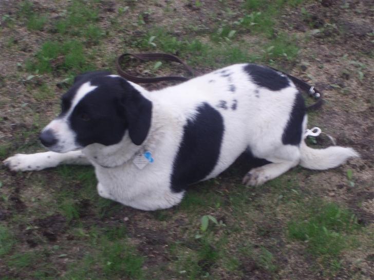 Blanding af racer buster billede 1