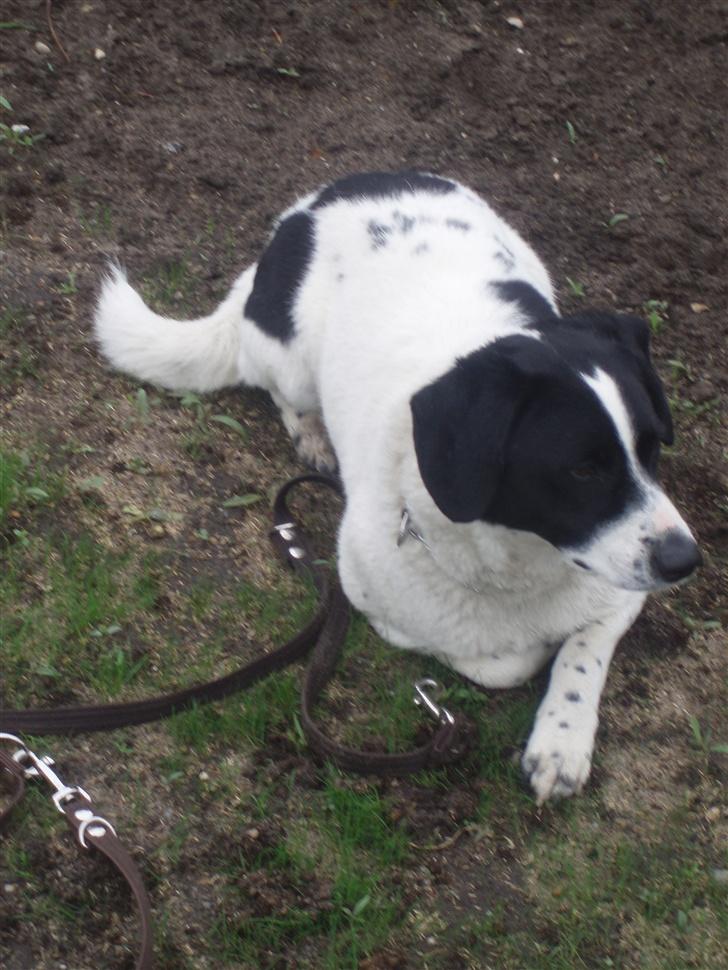 Blanding af racer buster billede 2