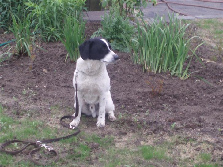 Blanding af racer buster billede 3