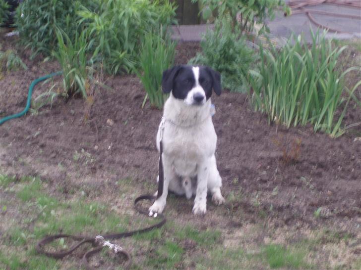 Blanding af racer buster billede 4