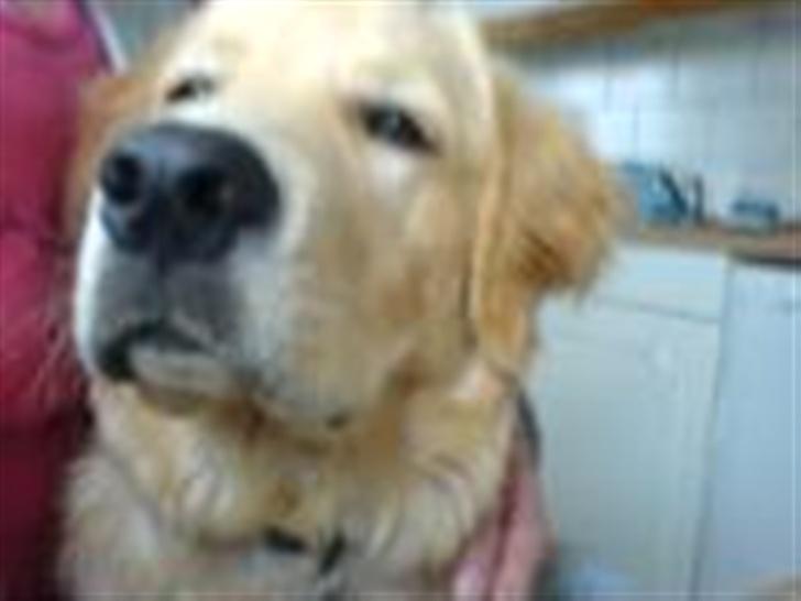 Golden retriever Bamse - godmorgen er altser lige vågnet billede 6