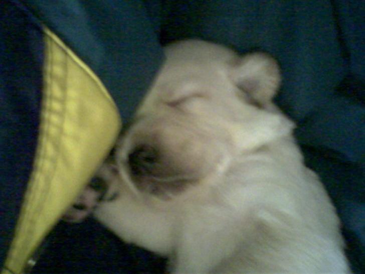 Golden retriever Bamse - Bamse kun nogen uger gamel billede 7