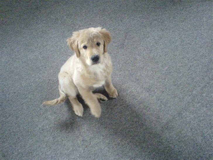 Golden retriever Bamse - det er ikk mig der har lavet ballade billede 8