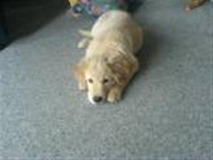 Golden retriever Bamse - ih altser det var ikk mig... men det er vist bedst at skamme sig lidt=) billede 9