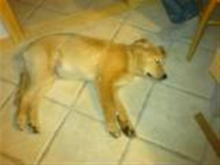 Golden retriever Bamse - jeg tar mig lige en lur billede 10