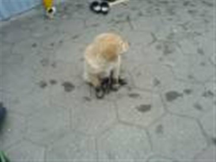 Golden retriever Bamse - jeg har ikk gravet det må du endelige ikk tro billede 11