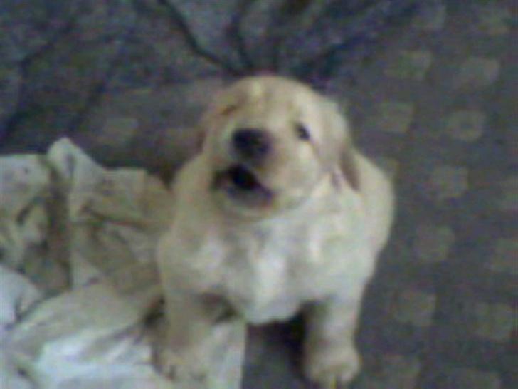 Golden retriever Bamse - ej altser tag mig nu op=) billede 12