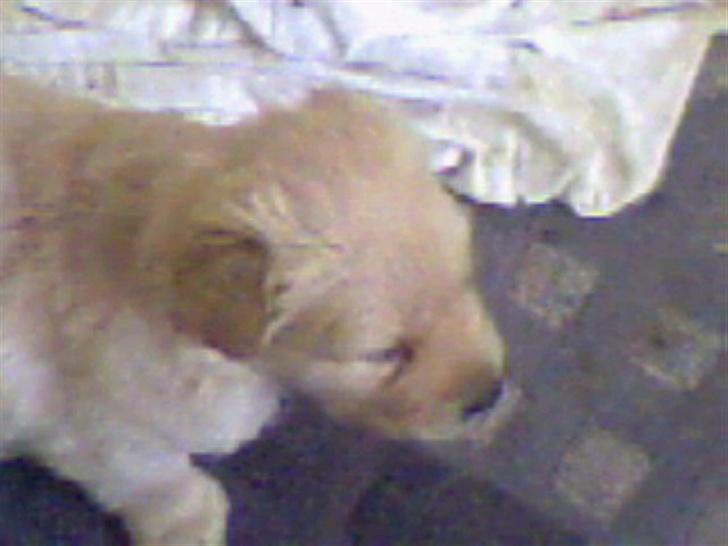 Golden retriever Bamse - bamse et par uger før vi fik ham hjem billede 13