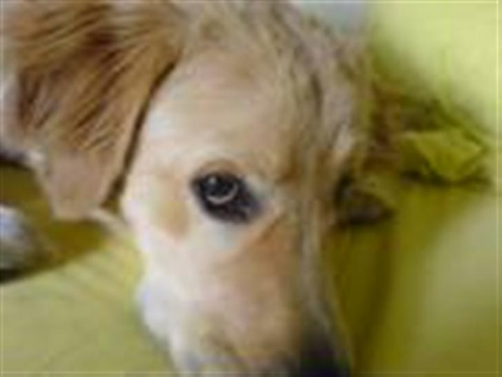 Golden retriever Bamse - er jeg ikk fin billede 14