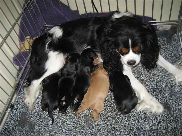 Cavalier king charles spaniel Mille - Hvalpene er nu 1 uge gamle, og har fordoblet deres fødselsvægt :0)) billede 8