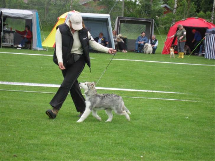 Alaskan malamute Aashka - udstilling fuglebjerg 27 maj 2007 billede 9