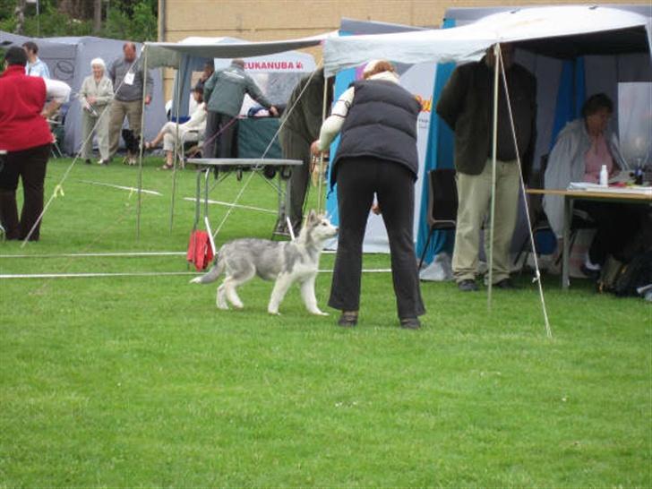 Alaskan malamute Aashka - udstilling fuglebjerg 27 maj 2007 billede 10