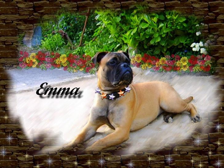 Bullmastiff Emma - (-: billede 15