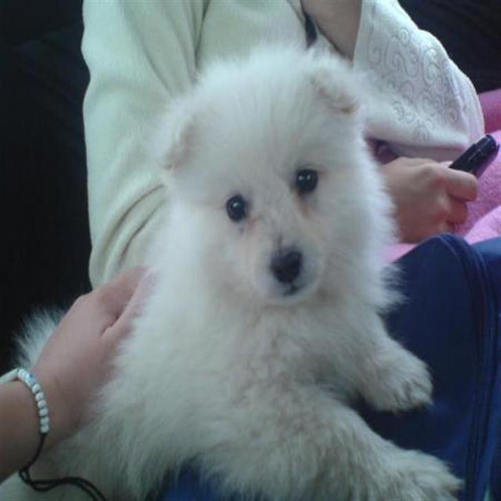 Japansk spids Dubi - Baby .. billede 1