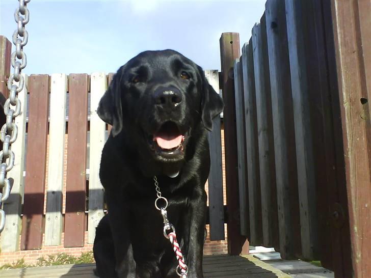 Labrador retriever Henneberg´s Elvis <3 - jeg er kongeen :=) billede 5