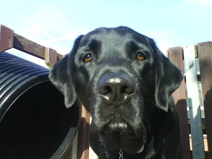 Labrador retriever Henneberg´s Elvis <3 - dræber blikket :) billede 6
