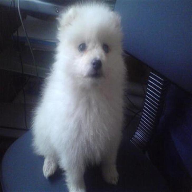 Japansk spids Dubi - Søde lille Dubi billede 3