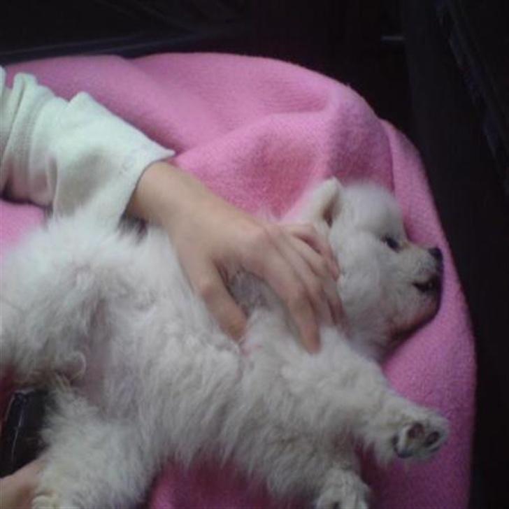 Japansk spids Dubi - Nuuurh billede 4