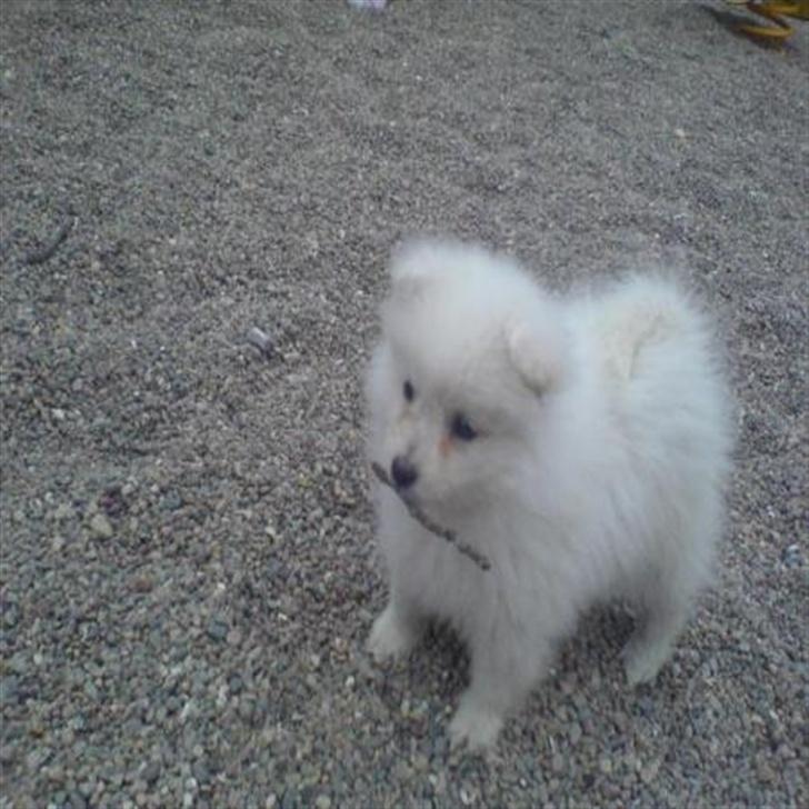 Japansk spids Dubi - Hej :d billede 5