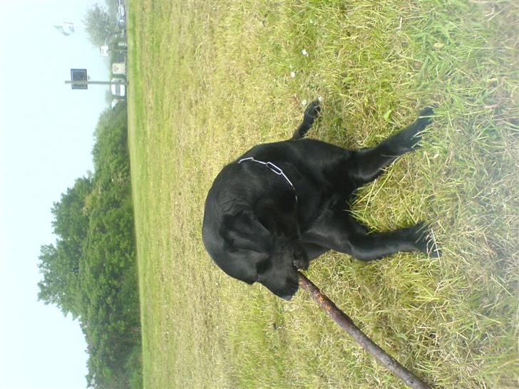 Labrador retriever Silas - min pind billede 2