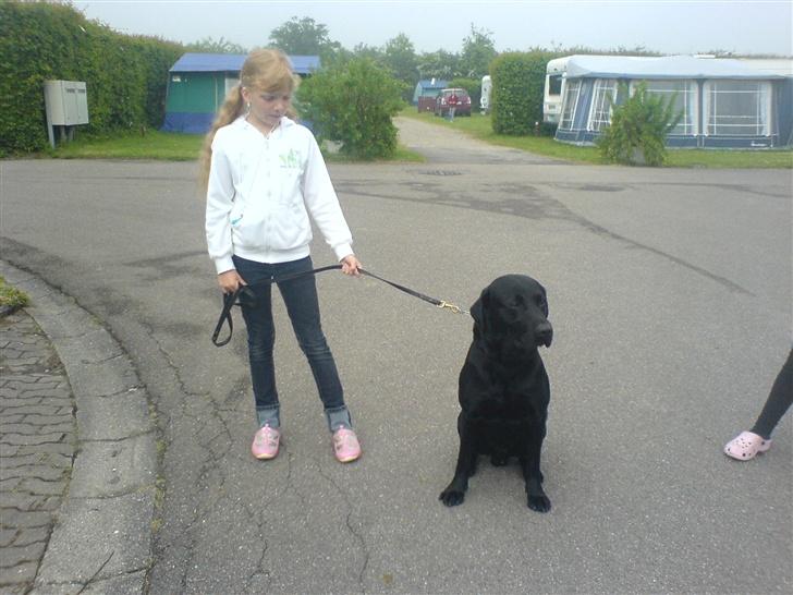Labrador retriever Silas - jeg skal ud at gå billede 3