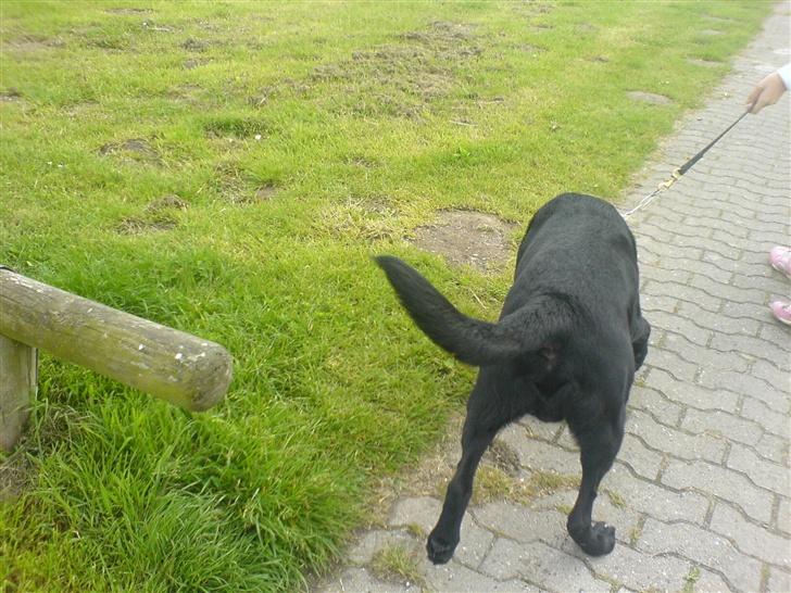 Labrador retriever Silas - jeg snuser billede 4