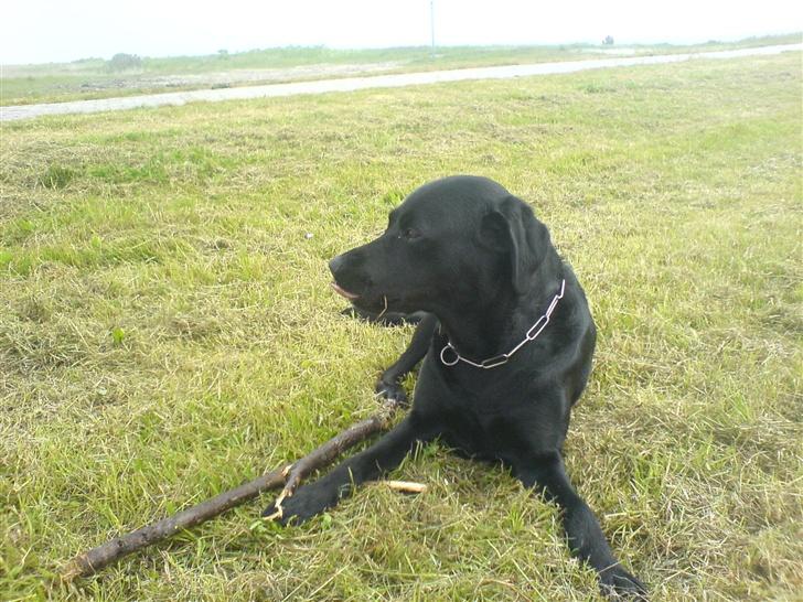Labrador retriever Silas - jeg leger billede 5