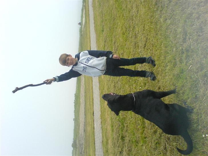 Labrador retriever Silas - jeg hopper billede 6