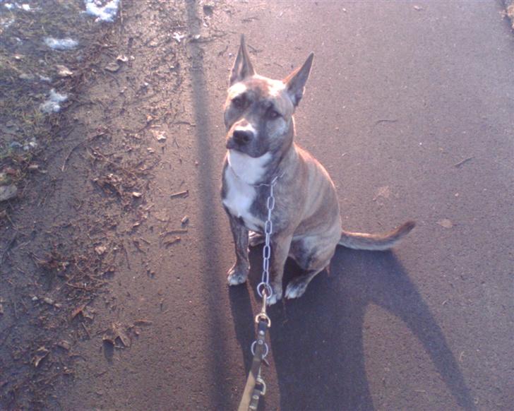 Blanding af racer Mana - se jeg kan stå musedtille og kigge i kameraet billede 4