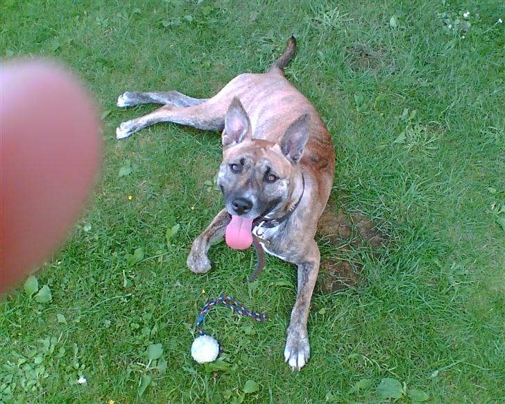 Blanding af racer Mana - elsker de bolde De flyver så langt  billede 5