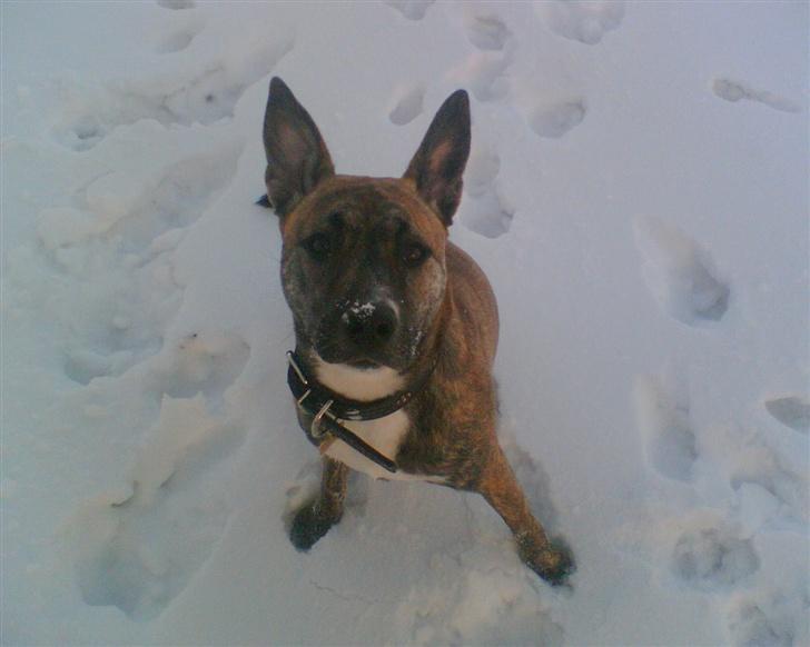 Blanding af racer Mana - fotogen billede 6