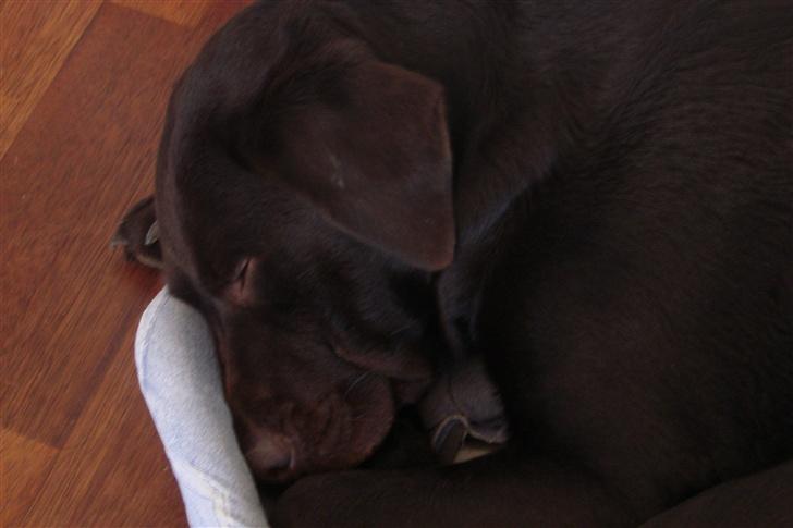 Labrador retriever Bella - WOW den kan ligge stille! :D billede 4