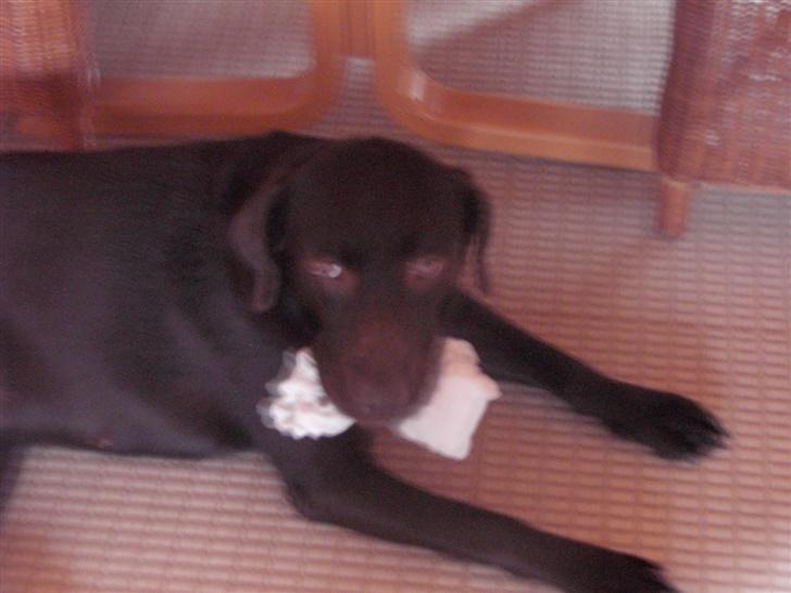 Labrador retriever Bella - En strømpe i munden . (; billede 5