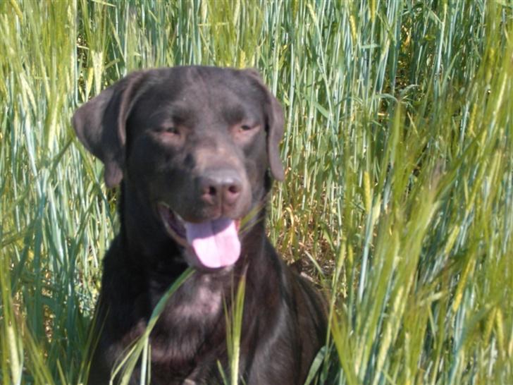 Labrador retriever Bella - Ude i marken.. billede 6