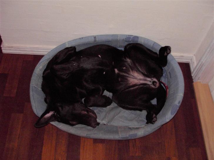 Labrador retriever Bella - Ja? billede 7