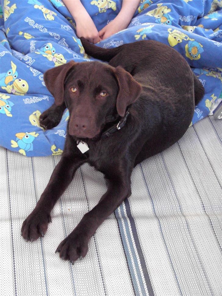 Labrador retriever Bella - Der var hun brun . det er hun stadiig men er blevet mer mørk . (;  billede 8