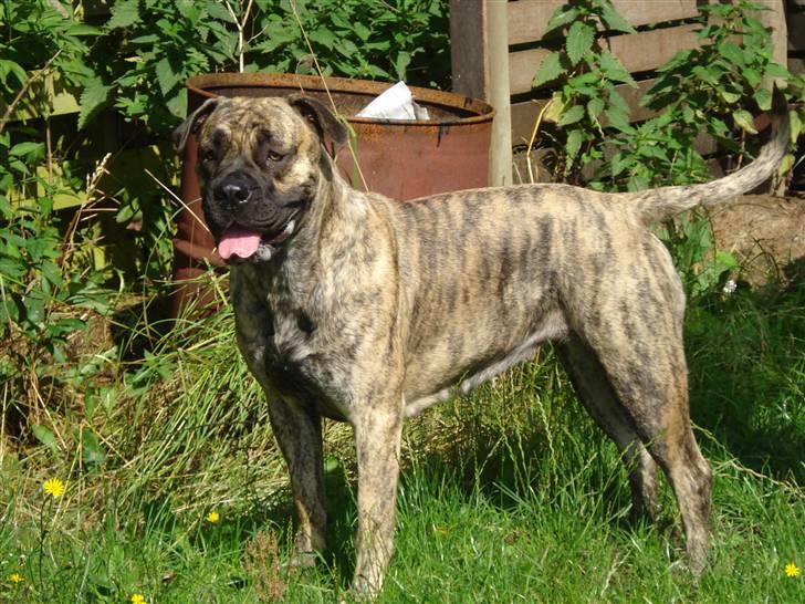 Boerboel Anasha Nynne DØD :( billede 1