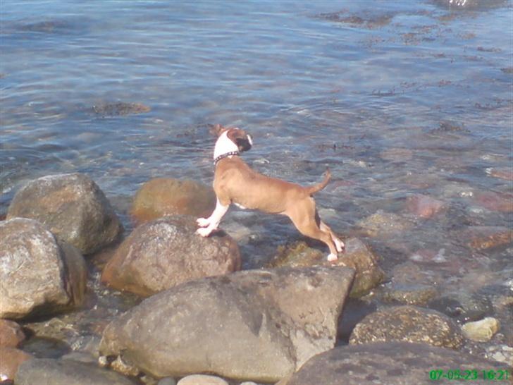 Amerikansk staffordshire terrier Tequila billede 15