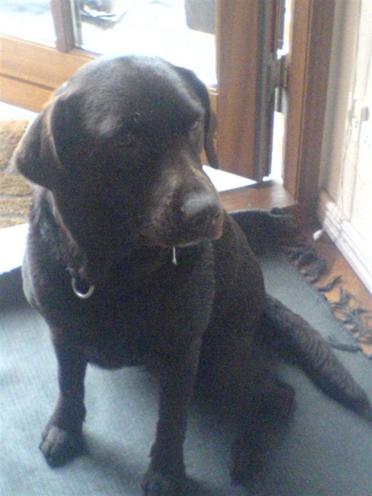 Labrador retriever Bella - Mobil billed . (; billede 9