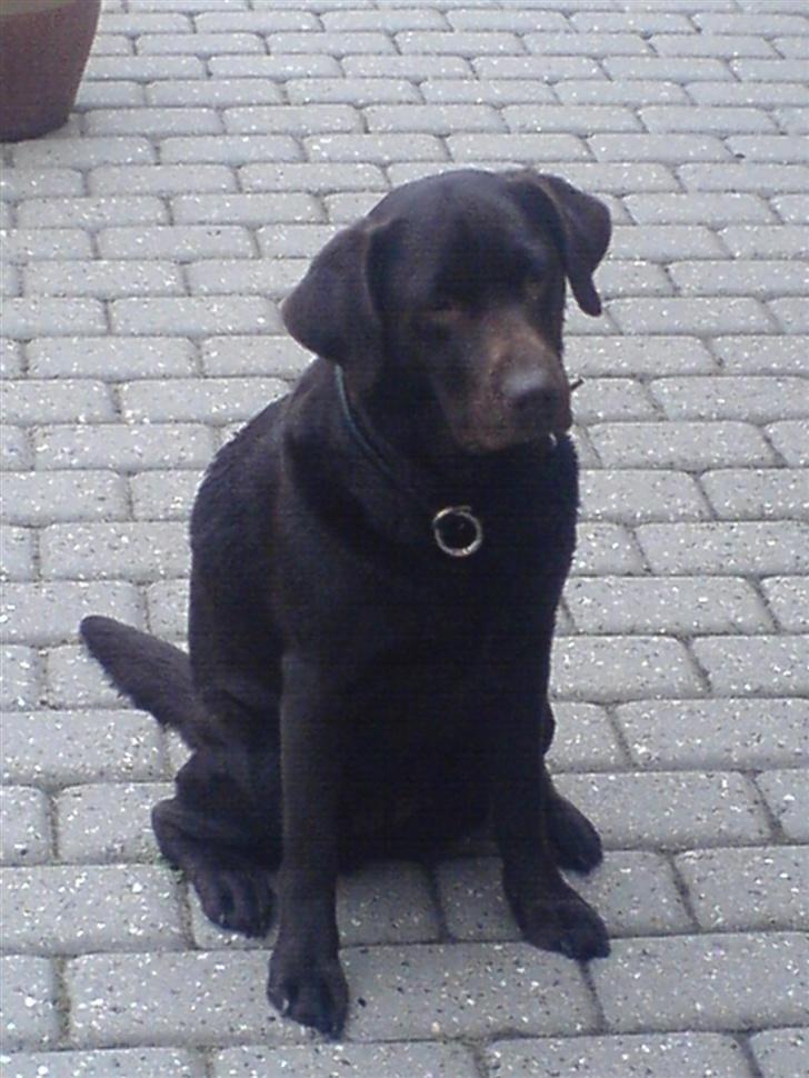 Labrador retriever Bella - Mobil billed . (; Uden for .. billede 10