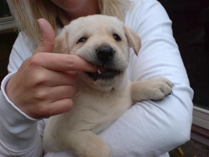 Labrador retriever Rolex - 36 dage billede 7