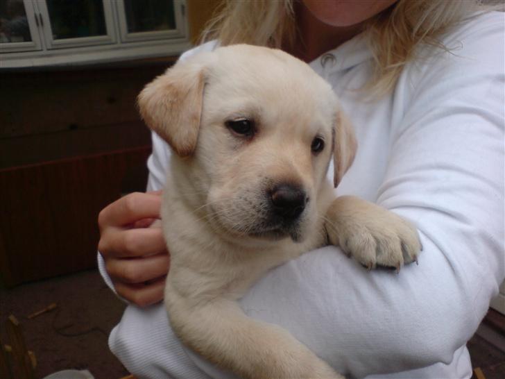Labrador retriever Rolex - 36 dage billede 8